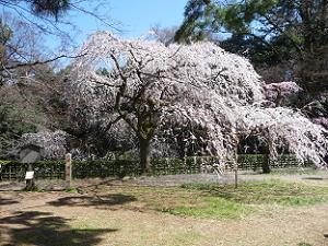 満開の糸桜