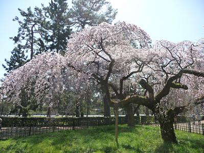 芝生と糸桜