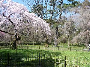 満開の糸桜と枝だけの糸桜
