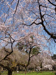 青空と糸桜