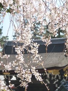 門と糸桜