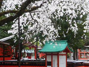 社殿と溪山桜