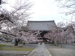 本堂前の桜