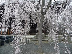 花笠のような枝垂れ桜