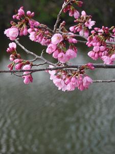 桜と濠の水面