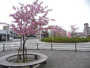 歩道の河津桜