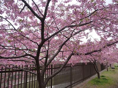 淀水路の満開の河津桜