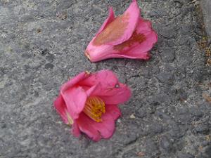 落ちた椿の花