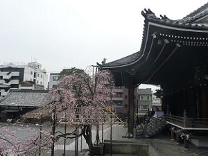 阿弥陀堂と八重紅枝垂れ桜