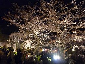 祇園白川のライトアップ