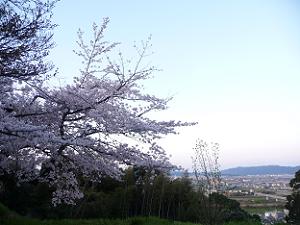 展望台下の桜と青空