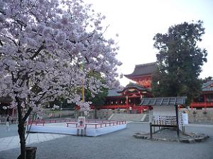 桜と本殿