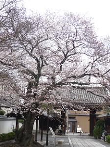 桜と山門