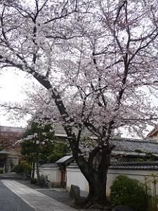 参道と桜