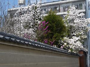 塀際の真っ白な桜
