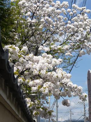 見上げる真っ白な桜