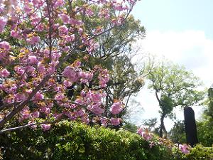 北門付近の八重桜