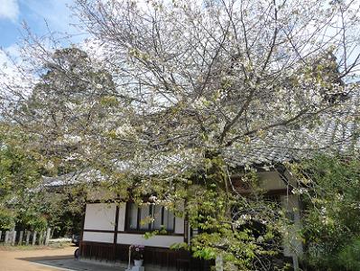 北野桜