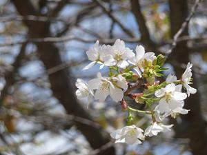北野桜のアップ