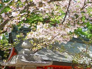 八重桜と灯籠
