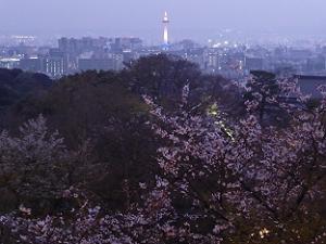 桜と京都タワー