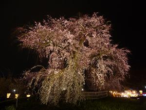 祇園枝垂れ桜