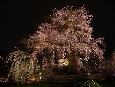 満開の祇園枝垂れ桜