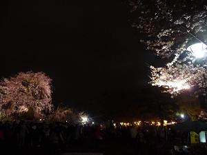遠目で見る祇園枝垂れ桜