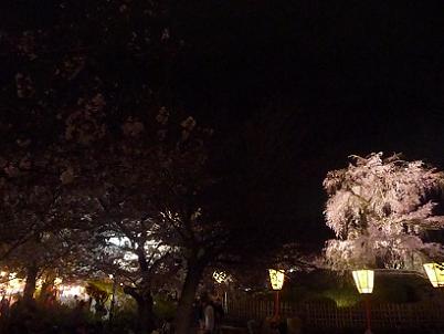 遠くで輝く祇園枝垂れ桜