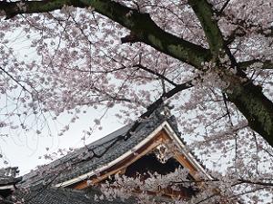屋根と桜