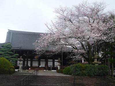 仏殿と桜