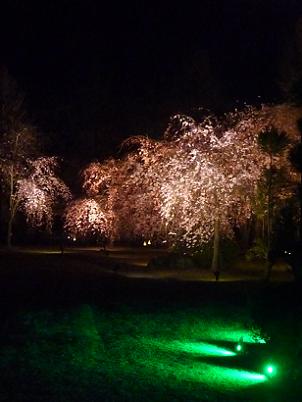 ライトアップされた枝垂れ桜