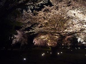 淡く光る夜桜