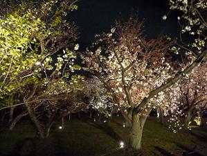 桜の園の夜桜