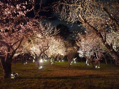 暖色系の光に照らされた桜