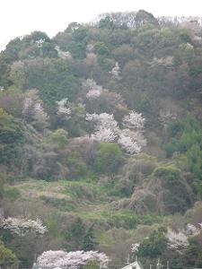 男山の桜