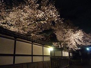 唐門付近の夜桜