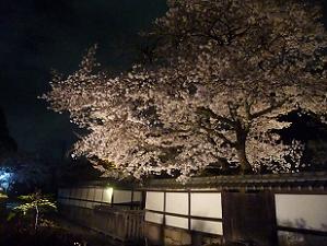塀際の夜桜
