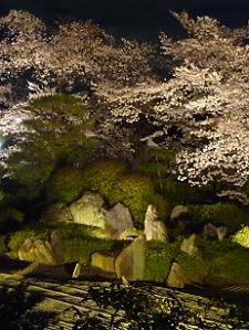 夜桜と石組