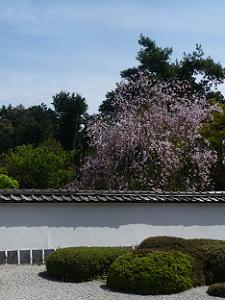 見ごろの枝垂れ桜