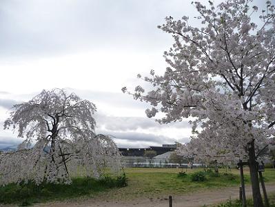 枝垂れ桜と大島桜