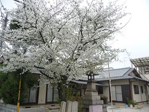 満開の大島桜