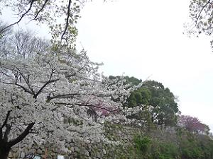 淀城跡の石垣付近の桜