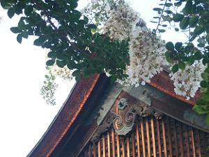 白色のサルスベリと拝殿の屋根