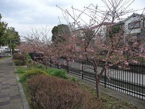 3分咲きの河津桜