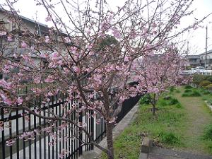 咲き進む河津桜