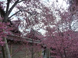 駐輪場から見るオカメ桜