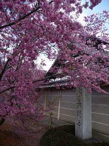長徳寺の石柱とオカメ桜