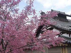 屋根とオカメ桜