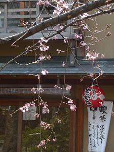 咲き始めの枝垂れ桜